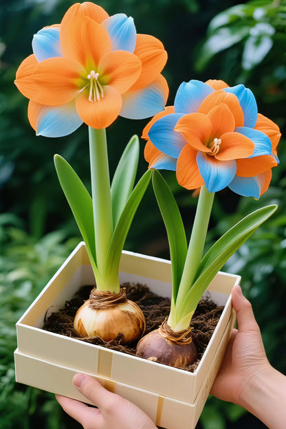 🌺Double-Petaled Perfume Amaryllis Bulbs | 🔥Buy 1 Get 1 Free🔥