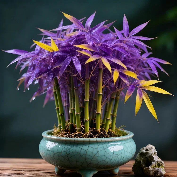 🌿 DreamBamboo — Multi-Color Lucky Bamboo Seeds | 🔥Buy 1 Get 1 Free🔥