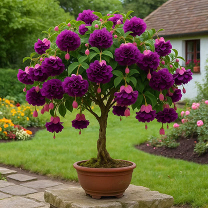 🌸 Double Fuchsia – Beautiful Shade-Loving Flowering Plants | 🔥Buy 1 Get 1 Free🔥