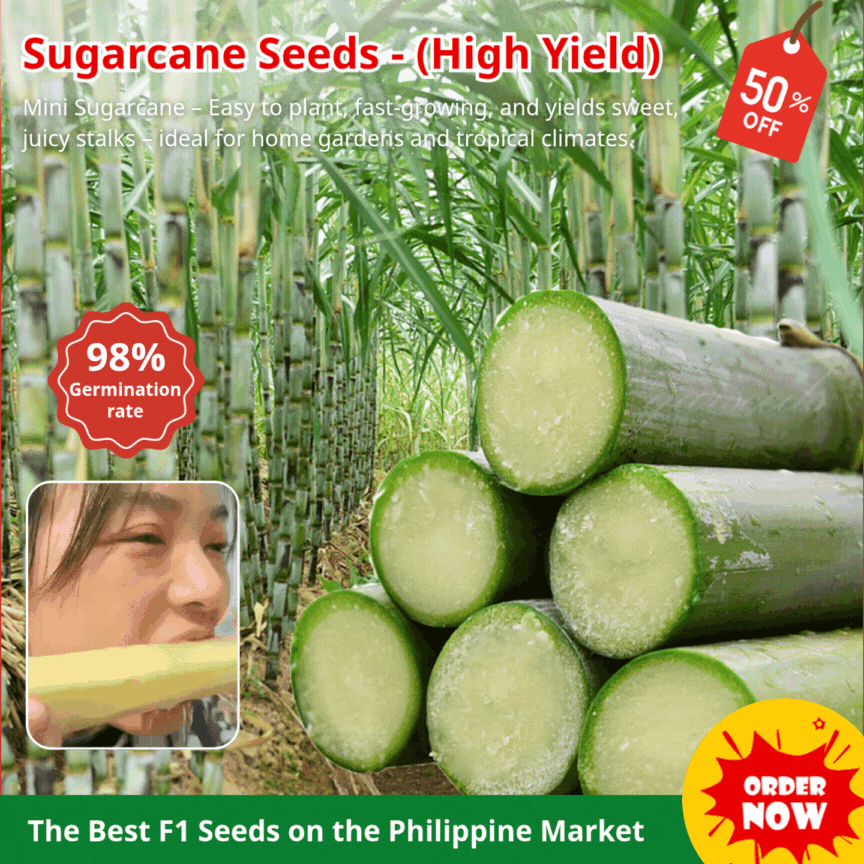 Sugarcane Seeds (High Yield) | 🔥Buy 1 Get 1 Free🔥