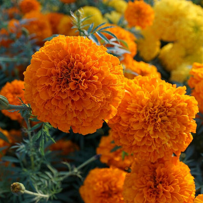 🌷Calendula - Easily Mixed Colorsfor All Seasons | 🔥Buy 1 Get 1 Free🔥