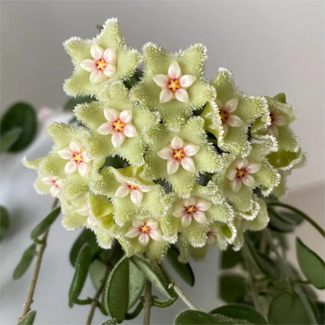 ✨Hoya Bulbs- Stars falling from the sky✨ | 🔥Buy 1 Get 1 Free🔥