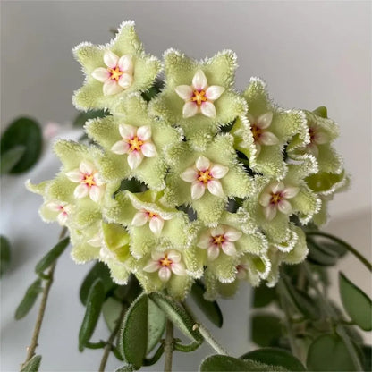 ✨Hoya Bulbs- Stars falling from the sky✨ | 🔥Buy 1 Get 1 Free🔥