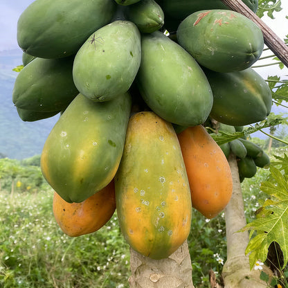 🥭 Creamy Papaya Seeds | 🔥Buy 1 Get 1 Free🔥