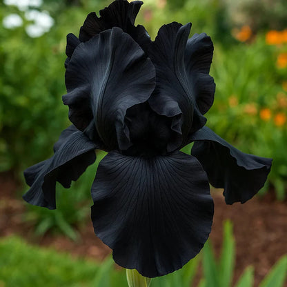 ⚜️Rare Tall Bearded Iris | 🔥Buy 1 Get 1 Free🔥