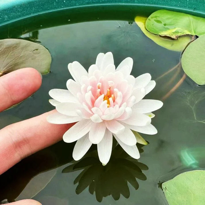💐The Sacred Bonsai Bowl Lotus Flower | 🔥Buy 1 Get 1 Free🔥