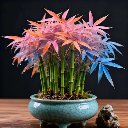 🌿 DreamBamboo — Multi-Color Lucky Bamboo Seeds | 🔥Buy 1 Get 1 Free🔥