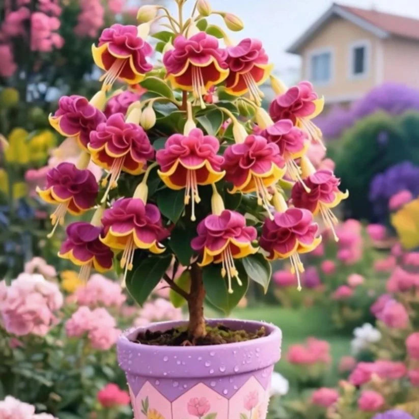 🌸 Double Fuchsia – Beautiful Shade-Loving Flowering Plants | 🔥Buy 1 Get 1 Free🔥