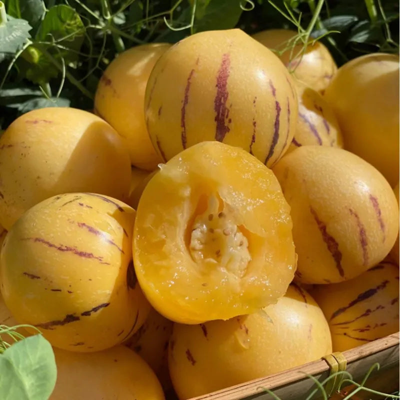 🍈Pepino Seeds Ginseng Fruit Seeds