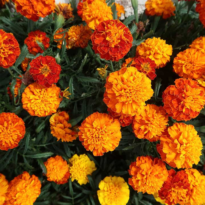 🌷Calendula - Easily Mixed Colorsfor All Seasons | 🔥Buy 1 Get 1 Free🔥