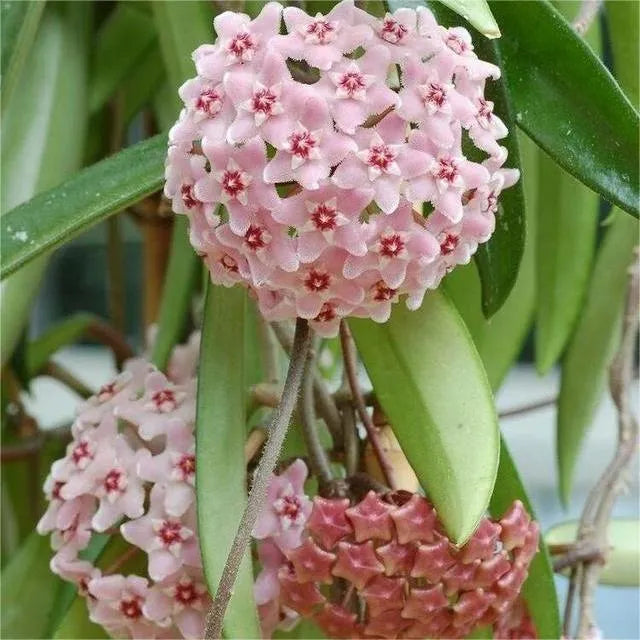 ✨Hoya Bulbs- Stars falling from the sky✨ | 🔥Buy 1 Get 1 Free🔥