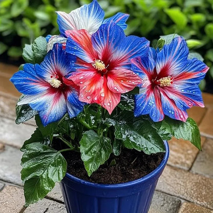 🌸Double Hibiscus Seeds - Easy to Grow | 🔥Buy 1 Get 1 Free🔥