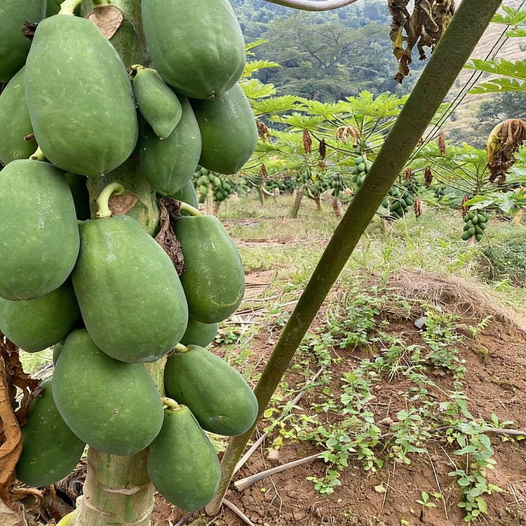🥭 Creamy Papaya Seeds | 🔥Buy 1 Get 1 Free🔥