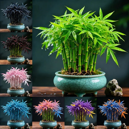 🌿 DreamBamboo — Multi-Color Lucky Bamboo Seeds | 🔥Buy 1 Get 1 Free🔥