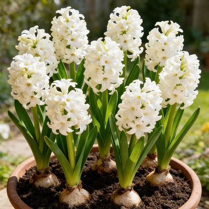💐Bi-Color Mutation Hyacinth Bulbs | 🔥Buy 1 Get 1 Free🔥