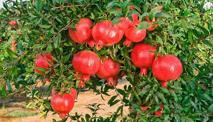 🍎 Crystal Pomegranate Seeds | 🔥Buy 1 Get 1 Free🔥