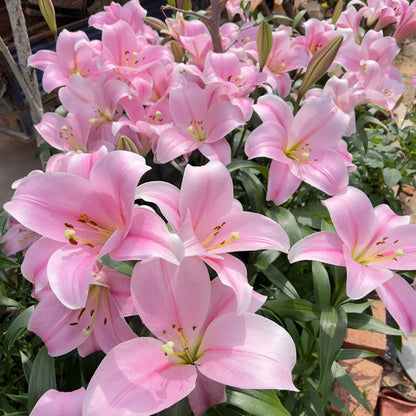 ⚜️Perennial Perfume lily bulbs – hardy, easy to maintain, and long-lasting blooms
