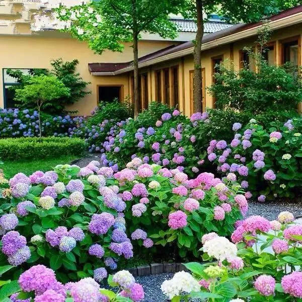 🌈Mix Hydrangea Seeds - Beautiful and Hardy Perennial Seeds for Your Garden | 🔥Buy 1 Get 1 Free🔥