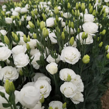 🌺Lisianthus - Sincere Love