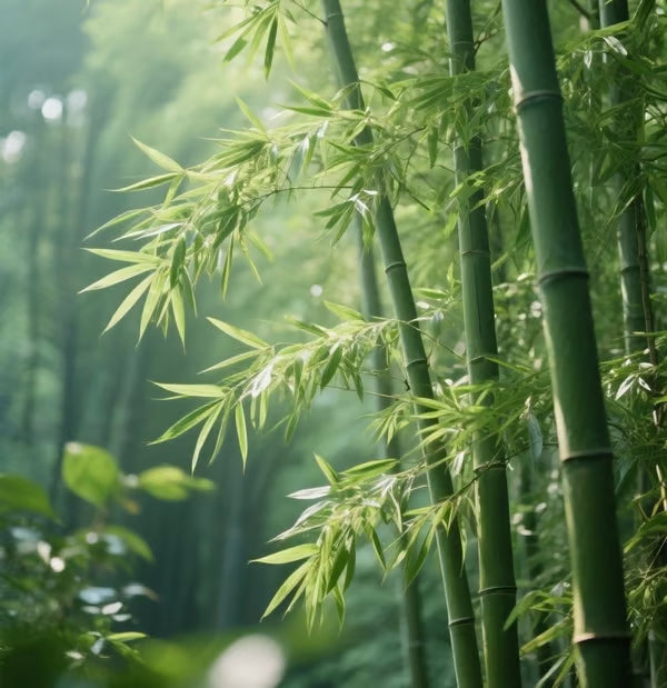 🏆Evergreen Lucky Bamboo Seed | 🔥Buy 1 Get 1 Free🔥