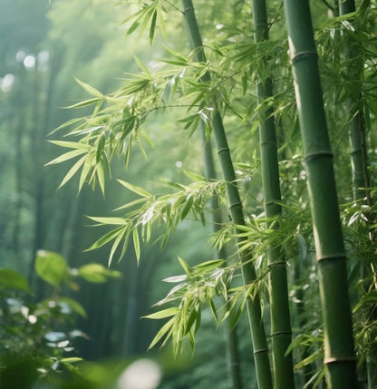 🏆Evergreen Lucky Bamboo Seed | 🔥Buy 1 Get 1 Free🔥