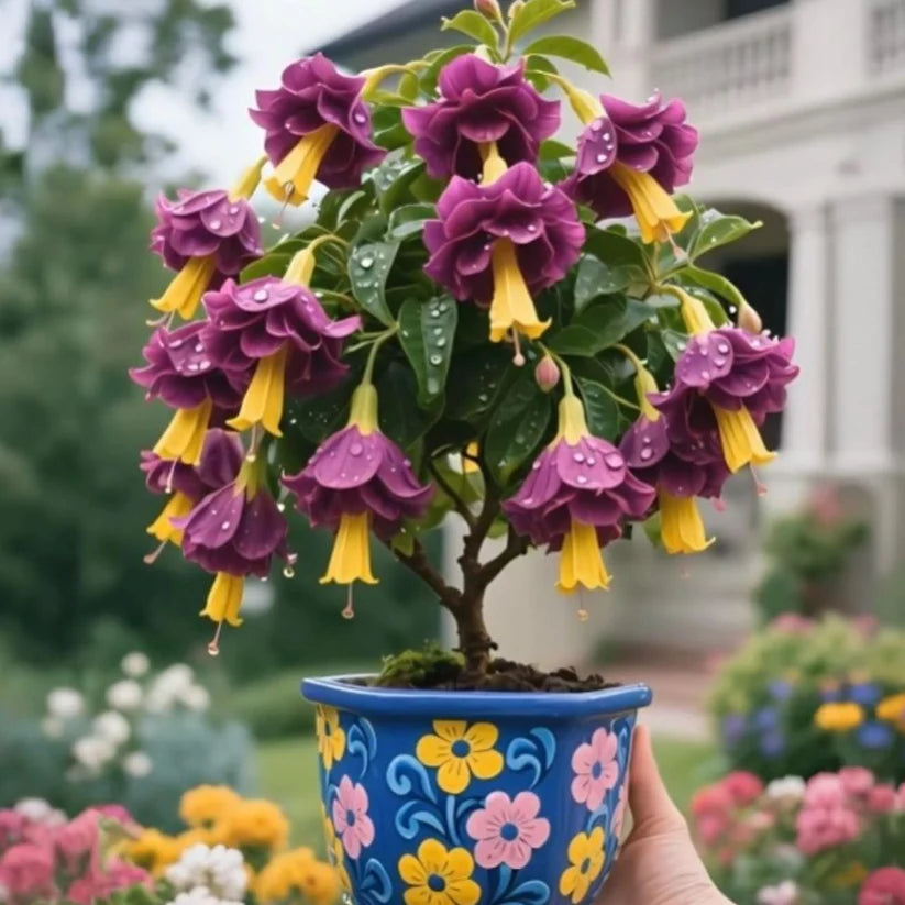 🌸 Double Fuchsia – Beautiful Shade-Loving Flowering Plants | 🔥Buy 1 Get 1 Free🔥