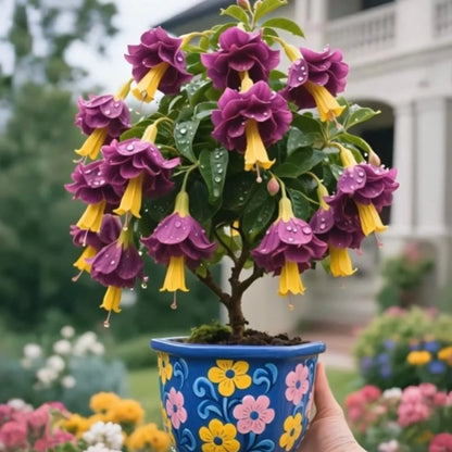 🌸 Double Fuchsia – Beautiful Shade-Loving Flowering Plants | 🔥Buy 1 Get 1 Free🔥