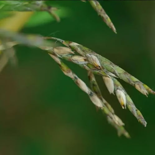 🏆Evergreen Lucky Bamboo Seed | 🔥Buy 1 Get 1 Free🔥