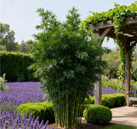 🏆Evergreen Lucky Bamboo Seed | 🔥Buy 1 Get 1 Free🔥