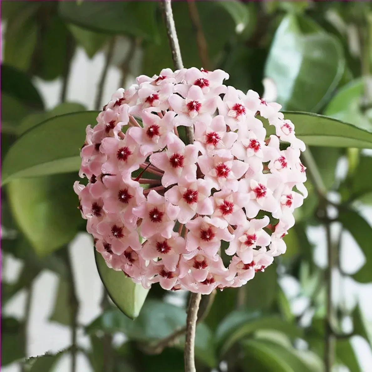 ✨Hoya Bulbs- Stars falling from the sky✨ | 🔥Buy 1 Get 1 Free🔥