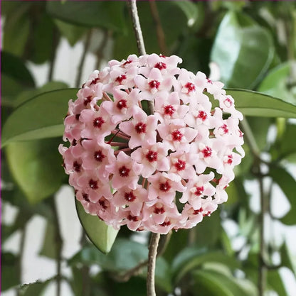 ✨Hoya Bulbs- Stars falling from the sky✨ | 🔥Buy 1 Get 1 Free🔥