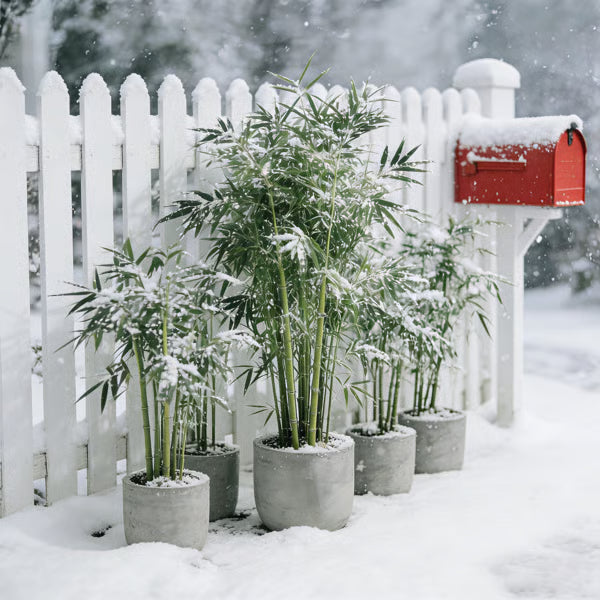 🏆Evergreen Lucky Bamboo Seed | 🔥Buy 1 Get 1 Free🔥