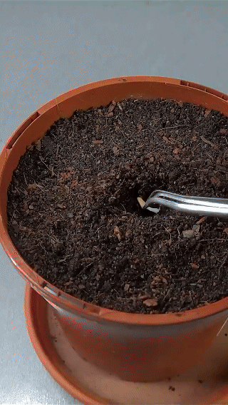 🍎 Crystal Pomegranate Seeds | 🔥Buy 1 Get 1 Free🔥