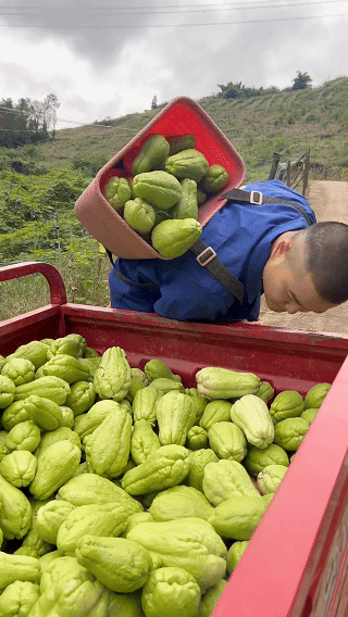 🥒 High-Yield Fresh Chayote Seeds | 🔥Buy 1 Get 1 Free🔥