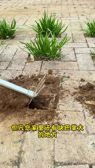 🥒 High-Yield Fresh Chayote Seeds | 🔥Buy 1 Get 1 Free🔥