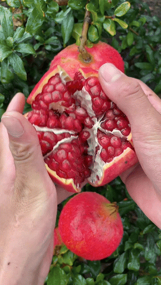 🍎 Crystal Pomegranate Seeds | 🔥Buy 1 Get 1 Free🔥