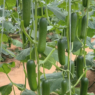 🥒 Superfruit Cluster Cucumber Seeds | 🔥Buy 1 Get 1 Free🔥