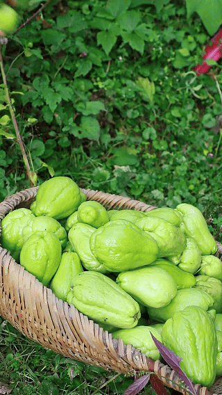 🥒 High-Yield Fresh Chayote Seeds | 🔥Buy 1 Get 1 Free🔥