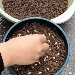 🥒 Superfruit Cluster Cucumber Seeds | 🔥Buy 1 Get 1 Free🔥