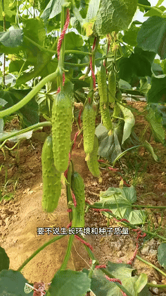 🥒 Superfruit Cluster Cucumber Seeds | 🔥Buy 1 Get 1 Free🔥