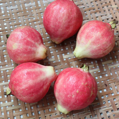 Guava Seeds--The Beauty Of Winter❄️ | 🔥Buy 1 Get 1 Free🔥