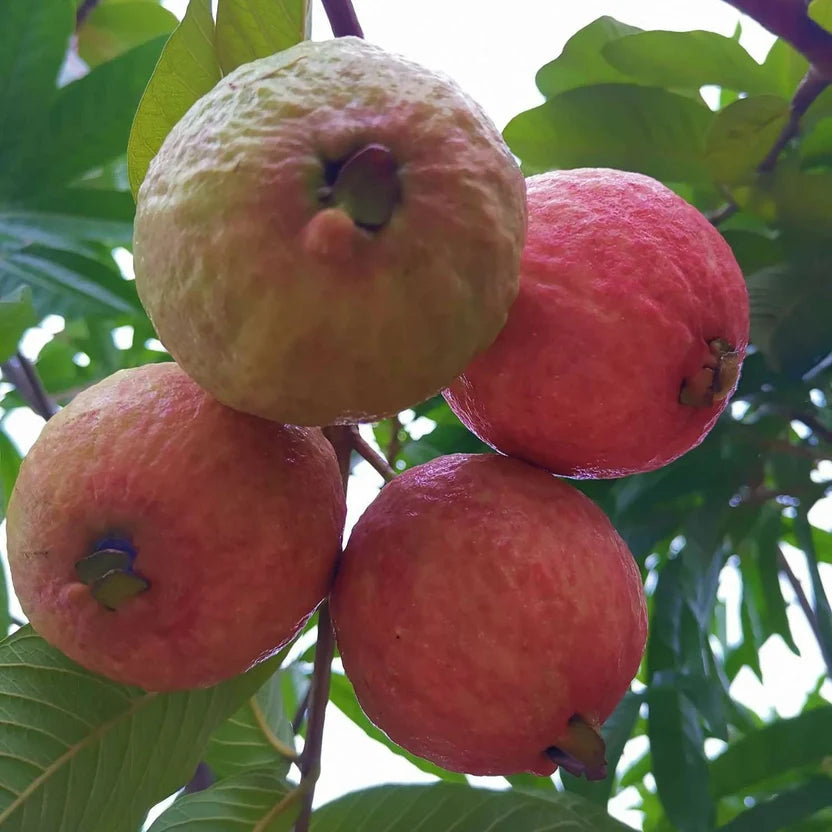 Guava Seeds--The Beauty Of Winter❄️ | 🔥Buy 1 Get 1 Free🔥