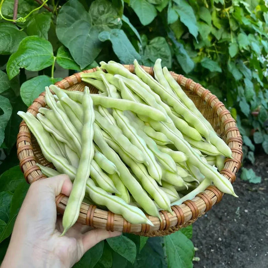 High Yielding Kidney Beans | 🔥Buy 1 Get 1 Free🔥