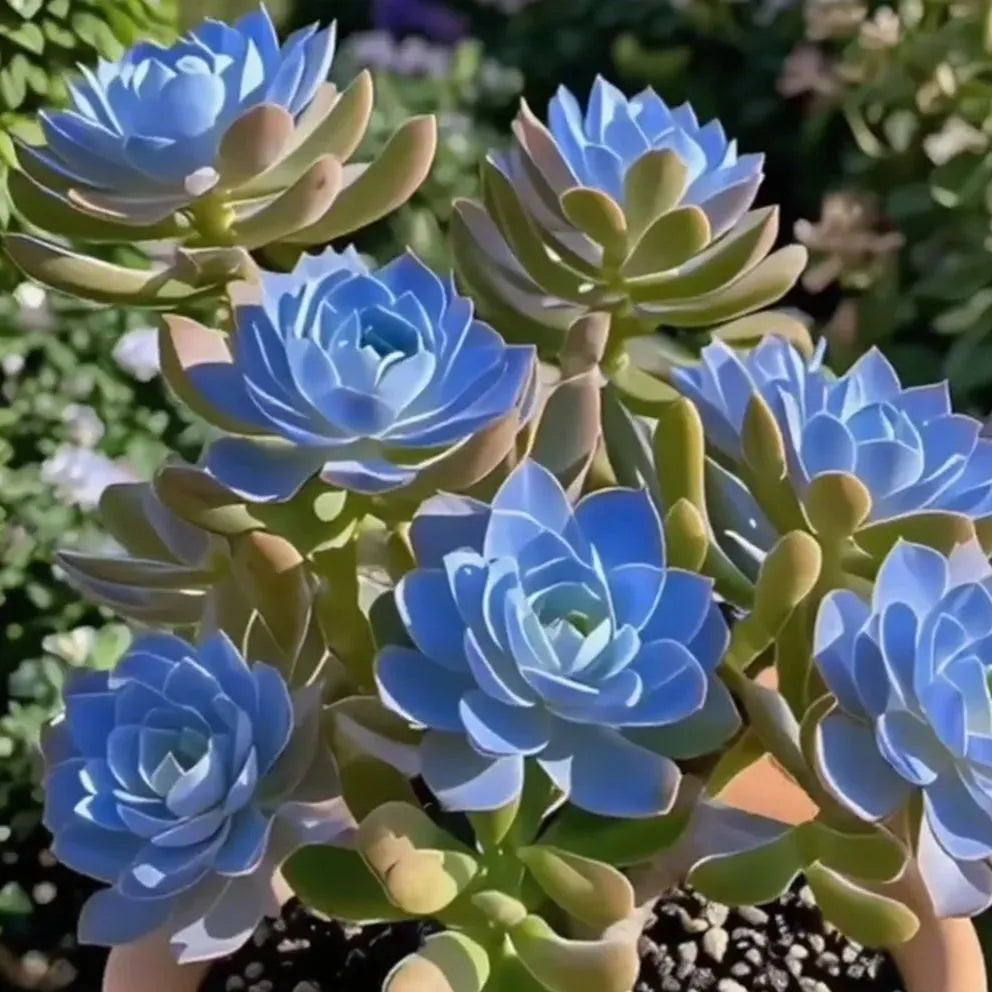 Purple Moon Orchid Bulbs - Mosquito Repellent Orchid | 🔥Buy 1 Get 1 Free🔥