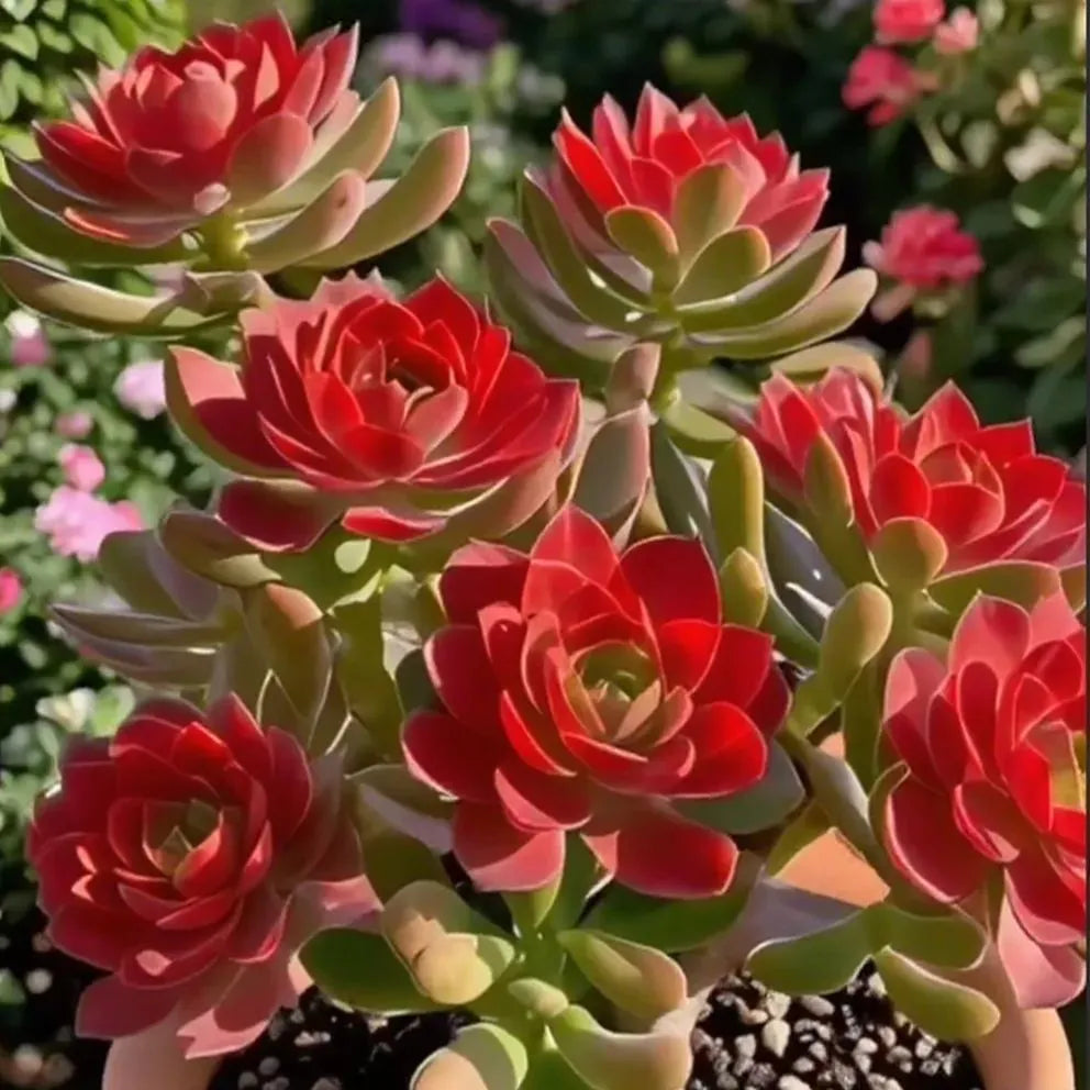 Purple Moon Orchid Bulbs - Mosquito Repellent Orchid | 🔥Buy 1 Get 1 Free🔥