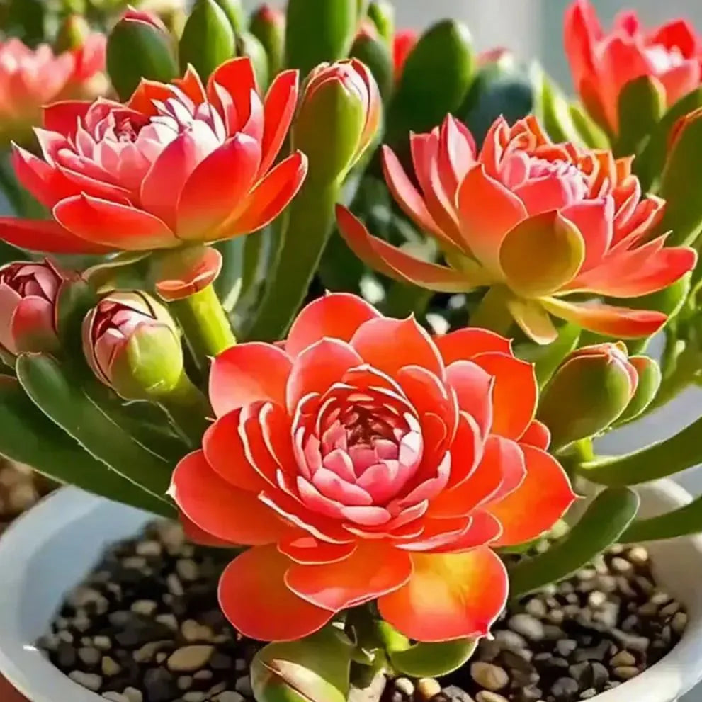 Purple Moon Orchid Bulbs - Mosquito Repellent Orchid | 🔥Buy 1 Get 1 Free🔥