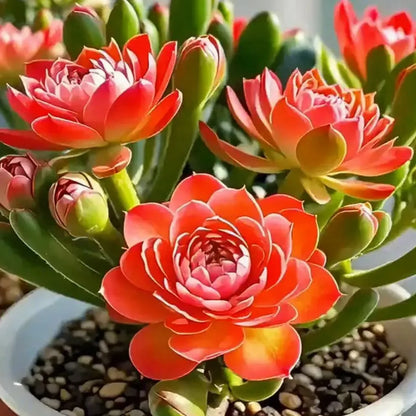 Purple Moon Orchid Bulbs - Mosquito Repellent Orchid | 🔥Buy 1 Get 1 Free🔥