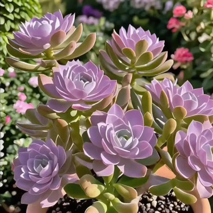 Purple Moon Orchid Bulbs - Mosquito Repellent Orchid | 🔥Buy 1 Get 1 Free🔥