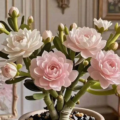 Purple Moon Orchid Bulbs - Mosquito Repellent Orchid | 🔥Buy 1 Get 1 Free🔥