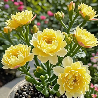 Purple Moon Orchid Bulbs - Mosquito Repellent Orchid | 🔥Buy 1 Get 1 Free🔥